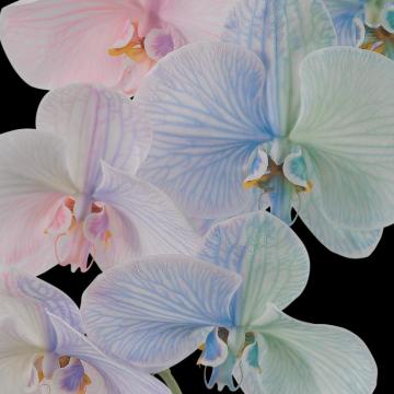 Pixel Wallpaper Leak W Colorful Plant And Flower Theme