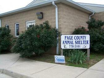Pets For Adoption At County Animal Shelter In Stanley Va