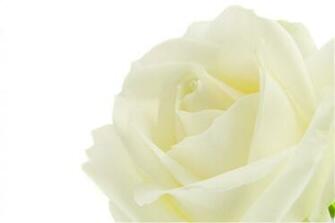 Pure White Rose Photo Colors