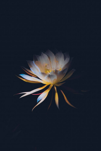 Dark Floral Wallpaper