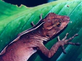 Lizard Wallpaper