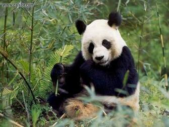 Animals Wildlife Giant Panda Picture Nr
