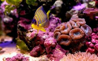 Most Beautiful Colorful Fish HD Pictures Exotic Collection Pixhome