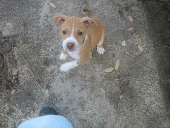 Pitbull Terrier Wallpaper Baby Pitbulls