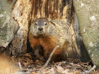 Groundhog Wallpaper