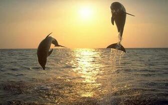 Dolphin Wallpaper