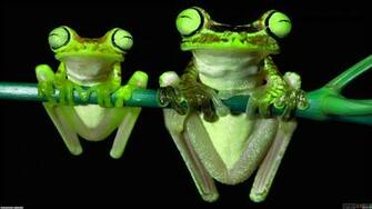 Green Frog Cute Wallpaper