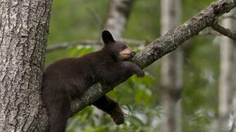 Black Bear Sleeping X Close