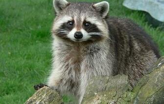 Wallpaper Raccoon An Animal S Nose Mustache He Looks