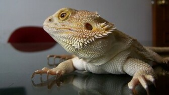 Wallpaper Desk Reptiles Reflections Bearded Dragon