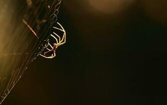 Spider Macro Web Wallpaper