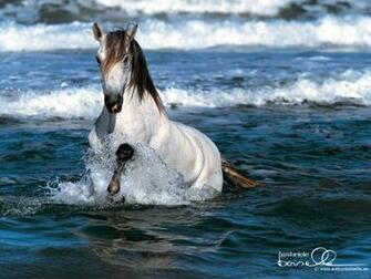 Cute Horse Wallpaper HD Widescreen Desktop Background
