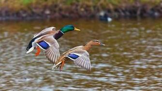 Mallard Wallpaper And Background Image Net