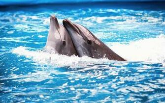 Dolphin Wallpaper With Two Dolphins In The Swimming Pool Jpg