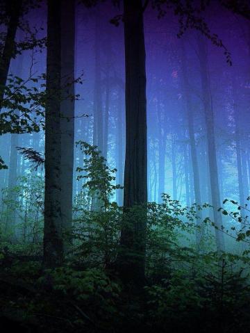 Eduardo Angel Rodr Guez On Color Sang Froid Forest