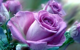 Orange Roses Wallpaper Blue Rose Purple HD