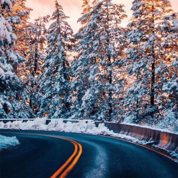 Road Trees Winter 4k iPad Air Wallpaper