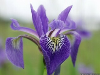 Desktop Wallpaper Flowers Background Iris Desktopdress