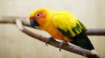 Birds Wallpaper HD Which Is Under The