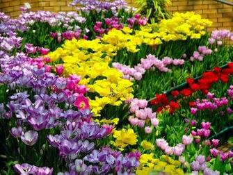 Related Wallpaper Flowers Tulip Tulips