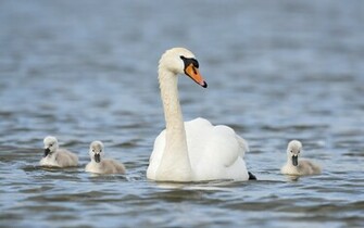 Wallpaper Animals Swan