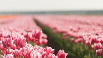 Pink Tulips Wallpaper