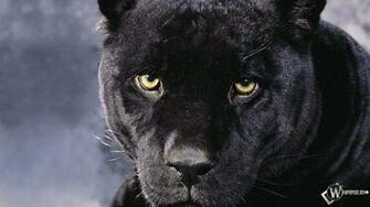 HD Imagem Black Panther Focinho Pantera Negra