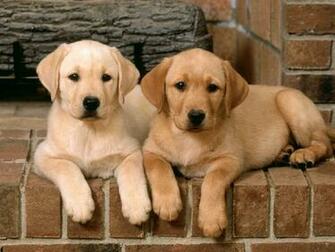 Labrador Retrievers Pc Desktop Wallpaper