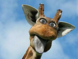 Funny Giraffe Desktop Wallpaper Background Jpg