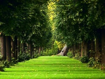 Beautiful Green Garden Wallpaper Full HD