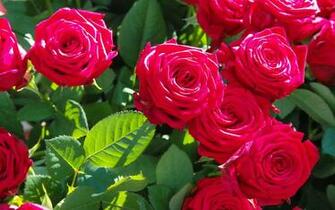Beautiful Flowers Wallpaper Full HD