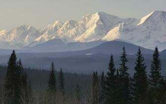 Taiga Forest Wallpaper Photos Mountains