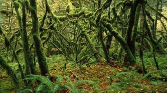 Forest Moss Background