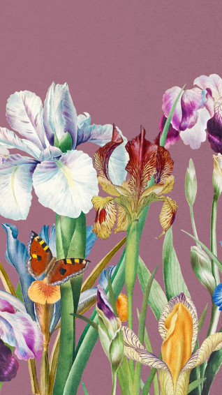 Beautiful Iris Flowers Phone Wallpaper