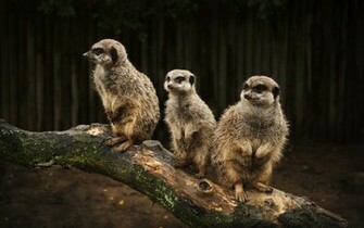 Meerkats Wallpaper