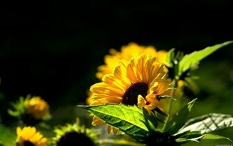 Sunflower Wallpaper Desktop Mobile