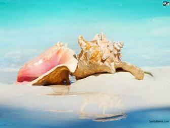 Seashells Wallpaper
