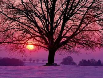 Winter Sunrise Wallpaper