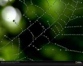 Spider Raindrops Wallpaper All