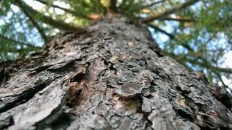Tree Bark Wallpaper