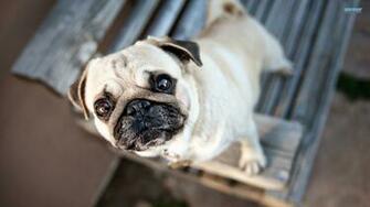 Pug Wallpaper HD Background