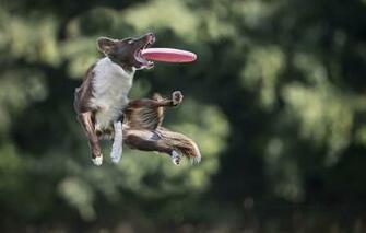 Wallpaper Jump The Game Dog Disk Catches Border Collie