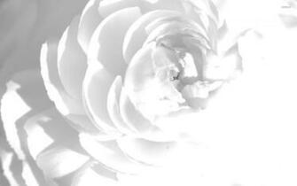 White Peony Wallpaper Flower