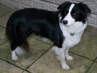 Border Collie Pictures Photos Pics