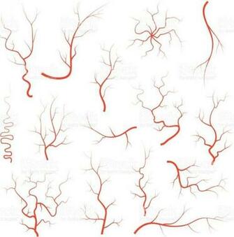 Human Red Eye Veins Set Anatomy Blood Vessel Arteries