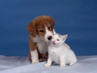 Cute Wallpaper Kittens