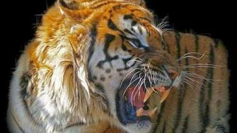Desktop HD Wallpaper S Angry Tiger