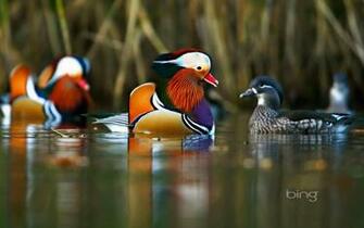Bing Wallpaper Daily March