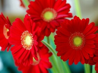 Red Flowers Wallpaper