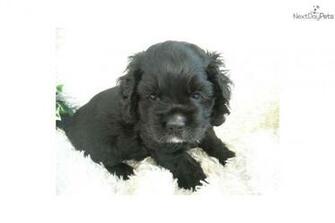 Cocker Spaniel Puppy For Akc Black